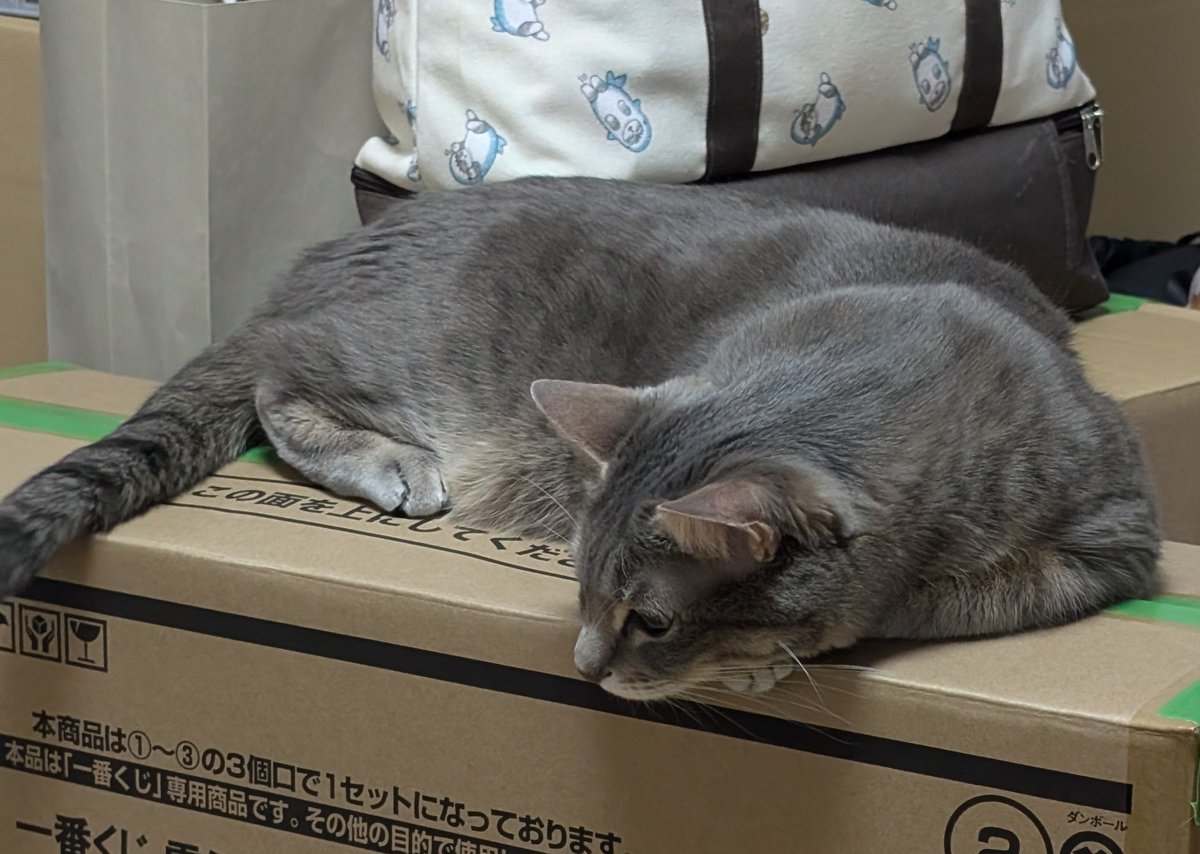 Choco_nikki_'s tweet photo. 引越し準備中、新しい寝床見つけたみたい
 #ちょこ日記  #猫ちゃん  #猫好きさんと繋がりたい https://t.co/d2JRwT1lrB