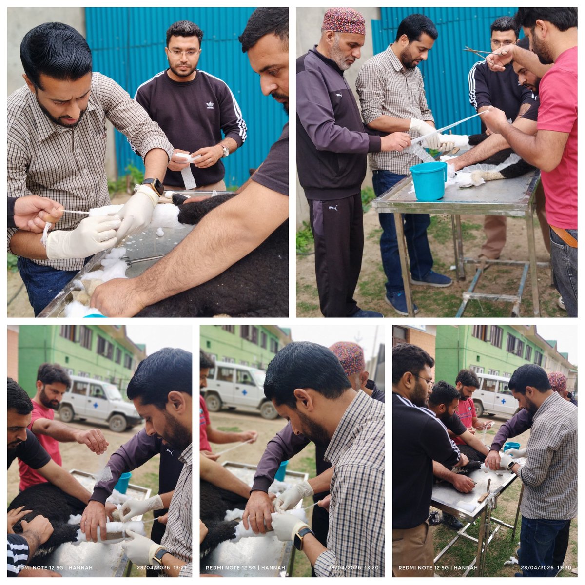 SheepDistr26375's tweet photo. From meticulous #surgicalrepair of a teat laceration in a goat to precise plastercasting of a metacarpal fracture in a sheep—Small Ruminant Hospital Srinagar exemplifies comprehensive, compassionate care for every animal it serves.
@srinagaradmin
@DirSHDK https://t.co/yVyDfsSNrL