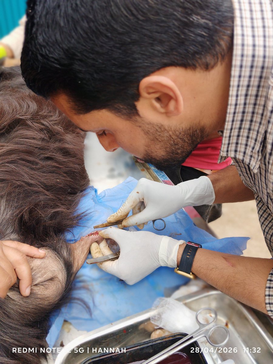 SheepDistr26375's tweet photo. From meticulous #surgicalrepair of a teat laceration in a goat to precise plastercasting of a metacarpal fracture in a sheep—Small Ruminant Hospital Srinagar exemplifies comprehensive, compassionate care for every animal it serves.
@srinagaradmin
@DirSHDK https://t.co/yVyDfsSNrL