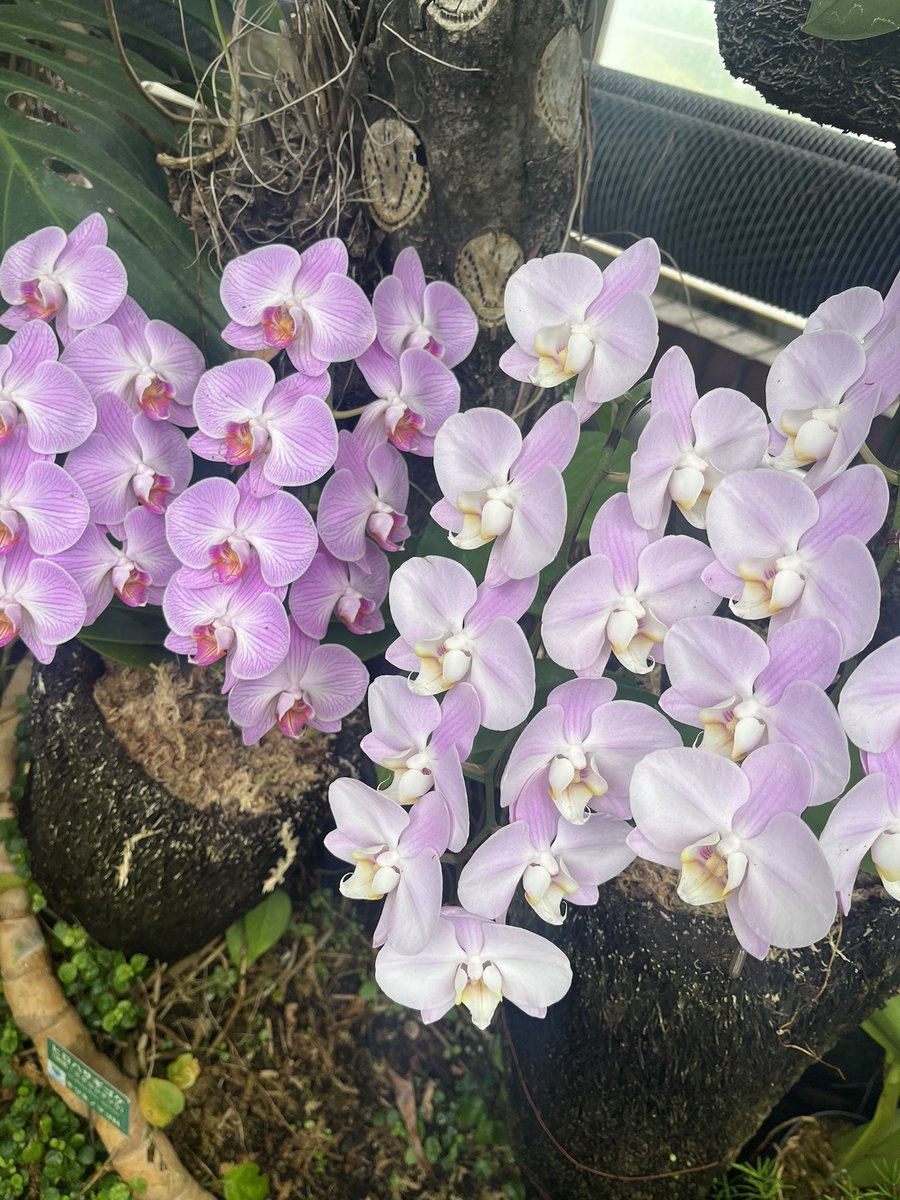 TheJapaneseLuck's tweet image. I’m drawn to people who speak softly yet live with intention. Quiet confidence feels powerful.
#intention #quietstrength #mindful #energy #livingwell