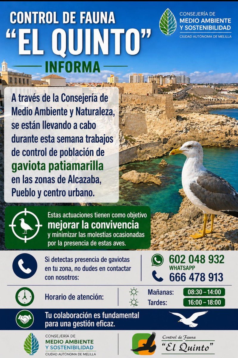 Gobierno de Melilla tweet media