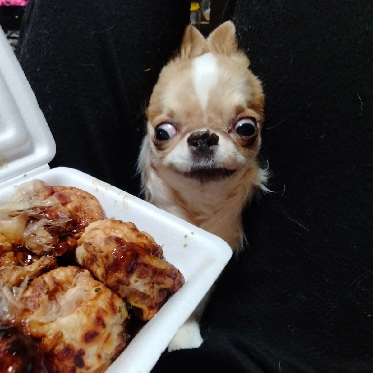 えちごやとちわわ tweet media