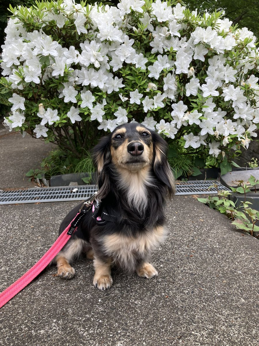 一ノ瀬志輝🌼ぽぽ(カニンヘンダックスフント) tweet media