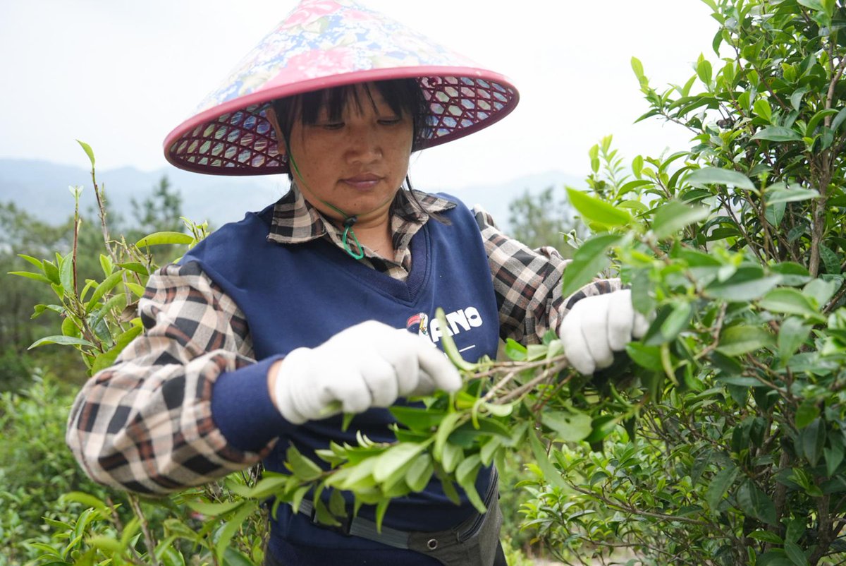 thisisGBA's tweet image. 🚁 Drones are transforming tea farming! Young tea farmers are using drones to transport fresh leaves down from high mountain plantations, solving transportation challenges and bringing Guangdong's alpine tea to the world.

📍 Guangdong Tea Highlands | April 2026

#Drone #Tea