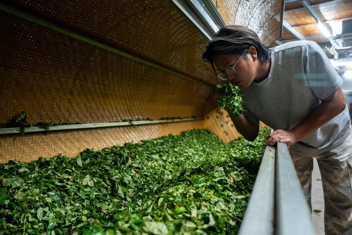 thisisGBA's tweet image. 🚁 Drones are transforming tea farming! Young tea farmers are using drones to transport fresh leaves down from high mountain plantations, solving transportation challenges and bringing Guangdong's alpine tea to the world.

📍 Guangdong Tea Highlands | April 2026

#Drone #Tea