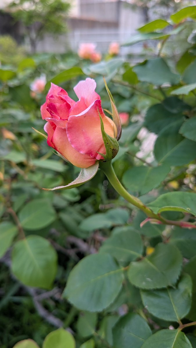 モクチャン tweet media