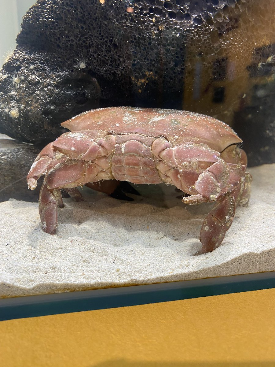 さいたま水族館・羽生水郷公園【公式】 tweet media