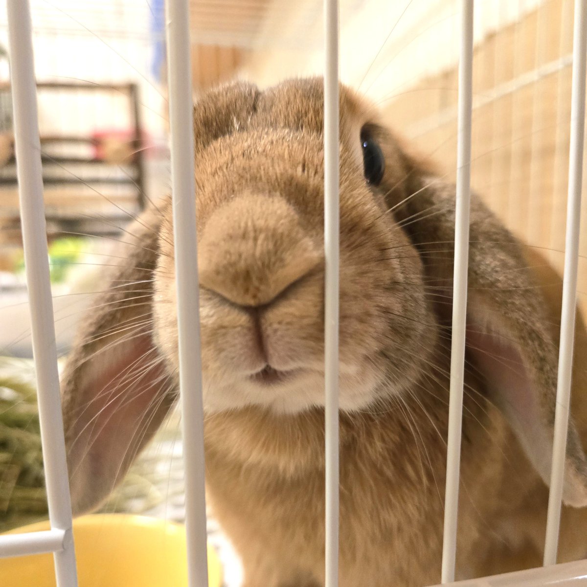 うさぎのはな tweet media