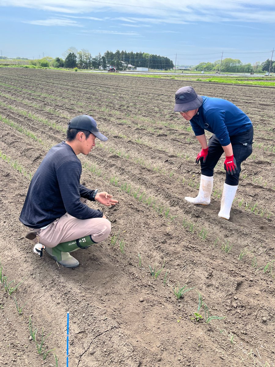 hoshimasato's tweet photo. 先日、ねぎの定植を視察させていただきました。
大田原市議会議員で那須野ヶ原FCの代表をされている津守那音さんですが、クラブチームでお米やねぎの栽培に取り組んでいます。
畝を作り、肥料を撒き、定植していく作業を見せていただきました。
アドバイザーは大田原ブランド「与一ねぎ」の阿久津清尚さん。
新たな取り組みに果敢に挑戦されている那須野ヶ原FC。頑張ってほしいです。

今年度もできるだけ現場に伺い、話をきかせていただきたいと思っています。
市内県内、農林環境関係で現場を見させていただける方がおりましたら、是非よろしくお願いいたします。
#那須野ヶ原FC
#農業とスポーツ
#ねぎ栽培
#栃木県
#農業やるなら栃木県
#農業やるなら大田原