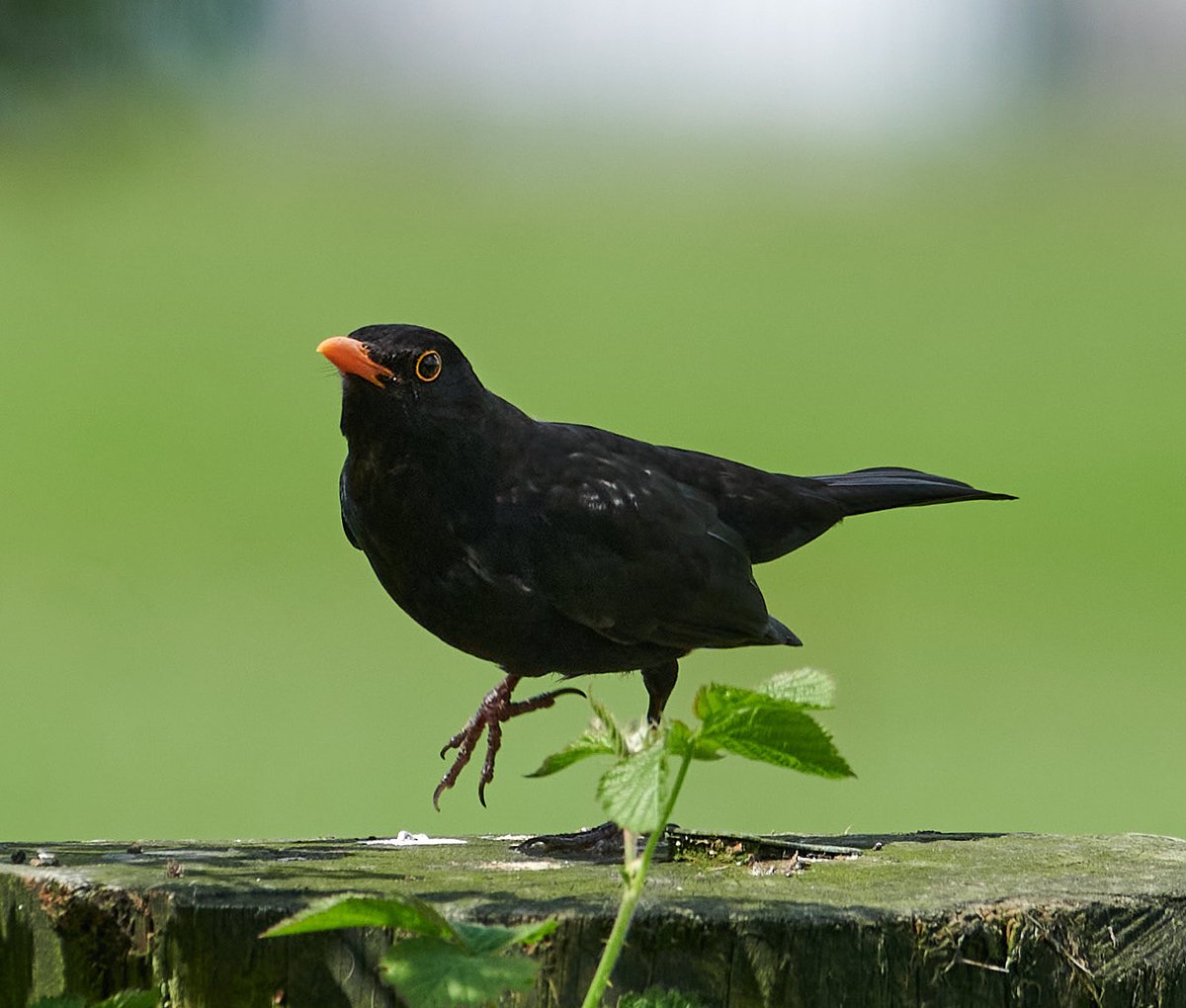 paulhayes55's tweet photo. Blackbird. https://t.co/T6tnlB4BkK