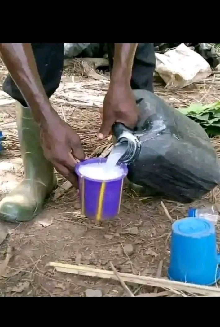 1st-svnXY+SUN tweet media