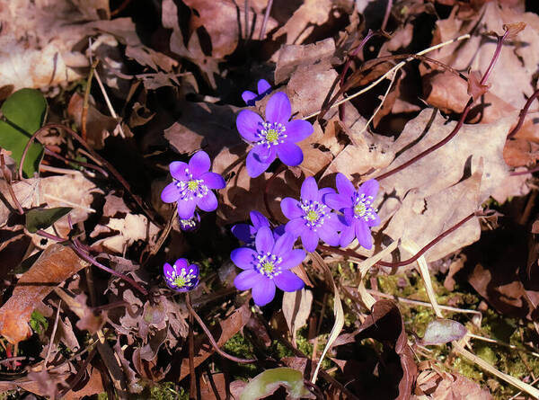 HurmerintaArt's tweet image. Anemone Hepatica Is One Of The First Flowers To Bloom In Spring.
#spring #glowers #anemone
Available here:  johanna-hurmerinta.pixels.com/featured/anemo…
