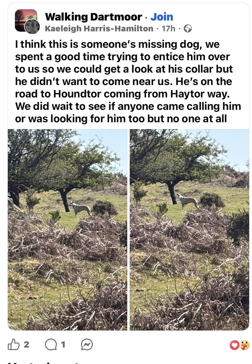 Lurcher SOS 🐾🐾 tweet media