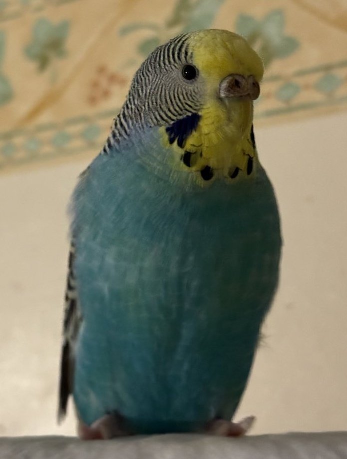 Mellow and Chums ... RIP GIMLI 💙 tweet media