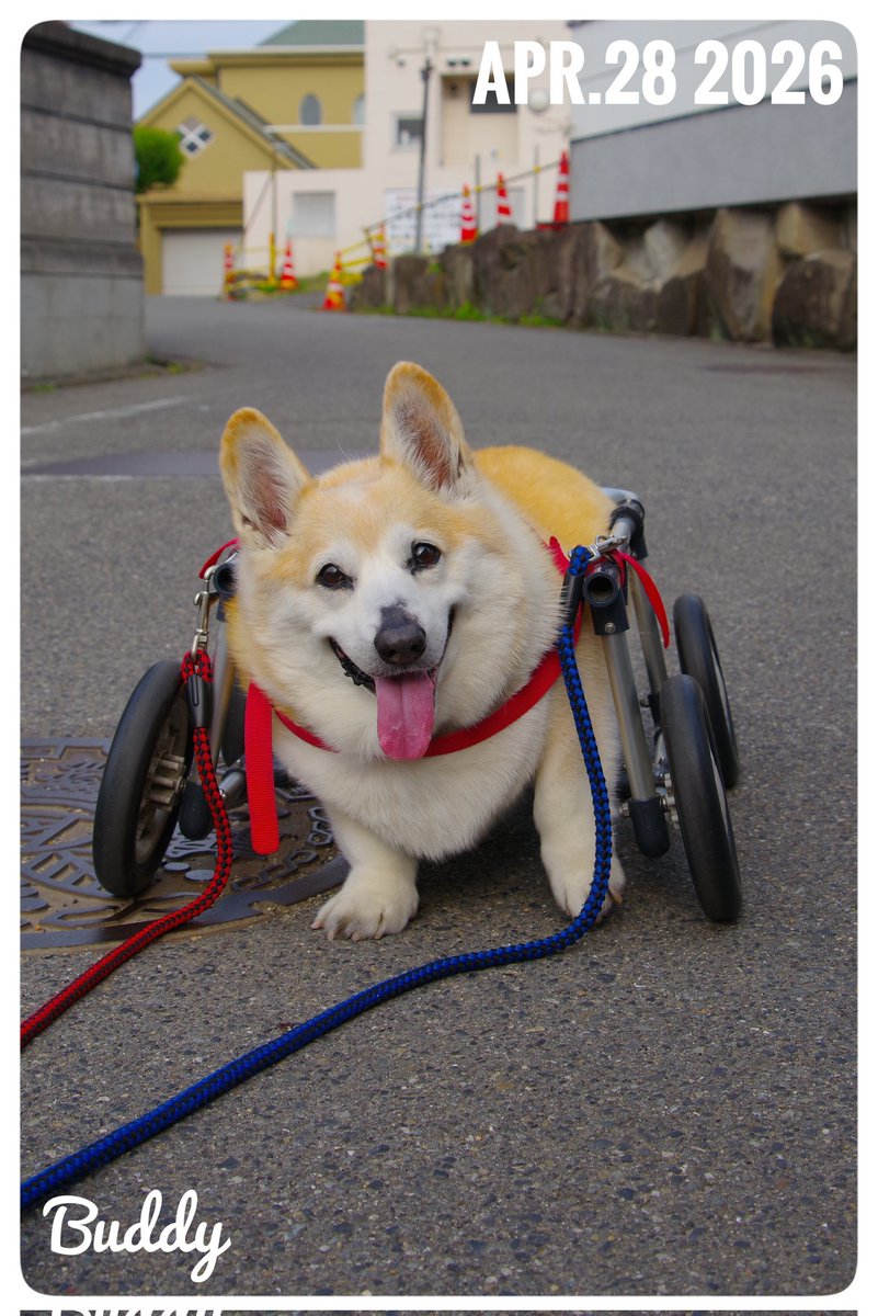 Buddy1957090828's tweet image. 『夕方のお散歩終了です』
夕方のお散歩 終了です。 午後からは雲の多いお天気になりました。 風の吹く 夕方は、 随分と 気温が落ち着いてくれました。 明日はどうなるでしょう。
#コーギー #corgi #Buddy君