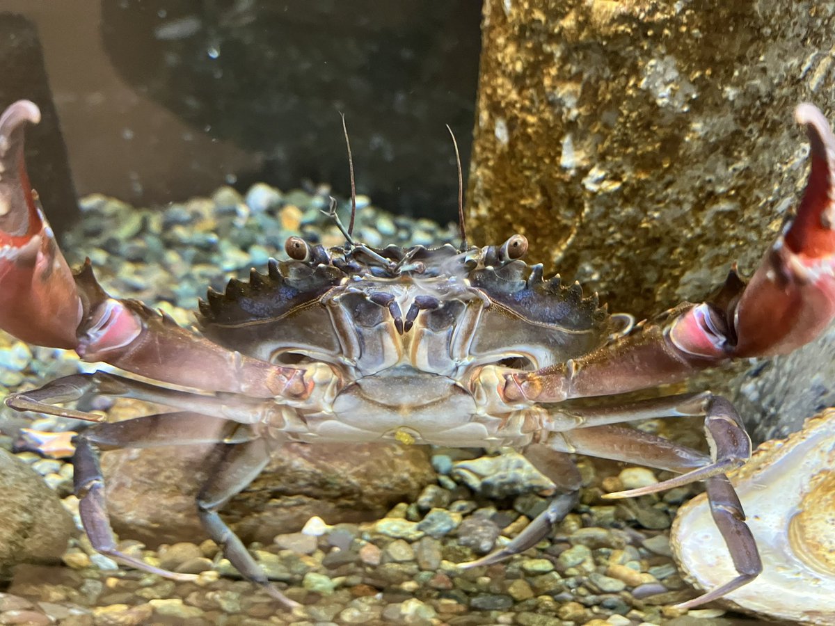 イシガニ tweet media