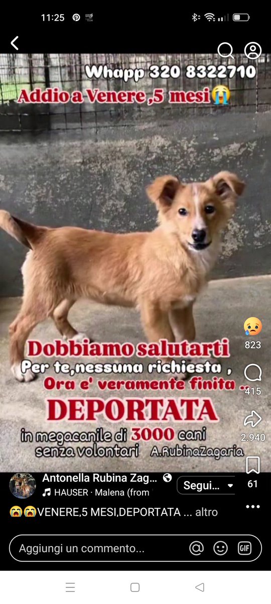 ClaudiaBen69's tweet photo. 🆘Cucciola deportata 🆘 #adottauncane #adozionecani #adottami #adottamisubito #AdoptDontBuy #adozioneurgente #caneinadozione #4voiceless #DEPORTATO #deportazione #adozionedelcuore #cucciola #cuccioli #adozionecuccioli #adottauncucciolo #cucciolidaadottare #deportata #canileh24 https://t.co/uQ17BYAuMu