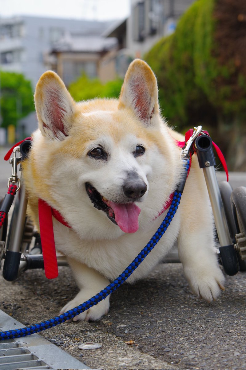 Buddy1957090828's tweet image. 『ニッコリさんで』
郵便局前に向かいましょう。
#コーギー #corgi #Buddy君