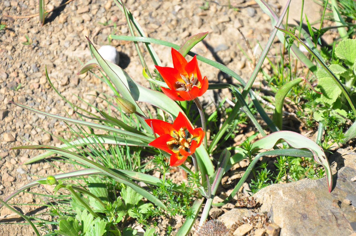 Mustafa Konar tweet media