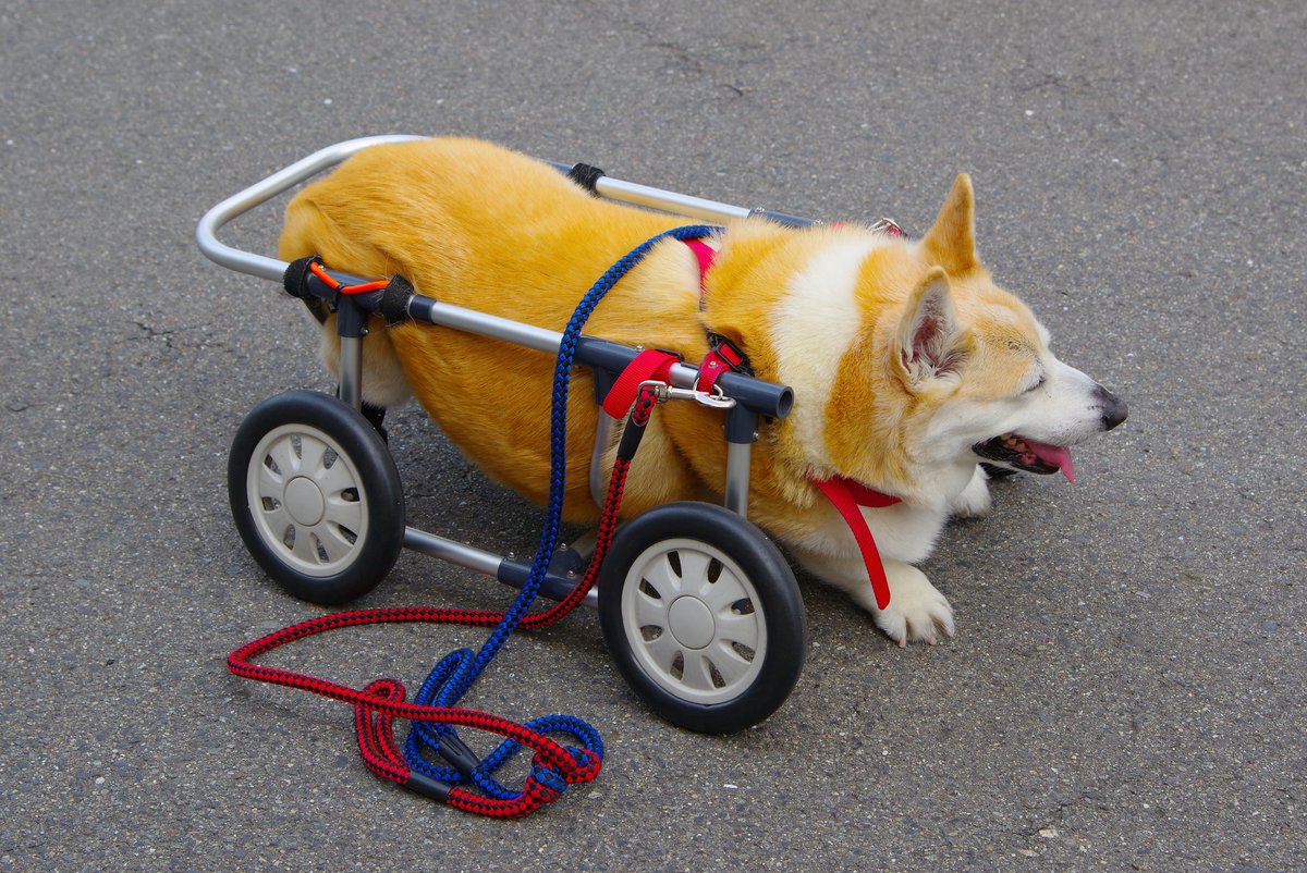 Buddy1957090828's tweet image. 『お散歩に向かいましょう』
では お散歩に向かいましょう。
#コーギー #corgi #Buddy君