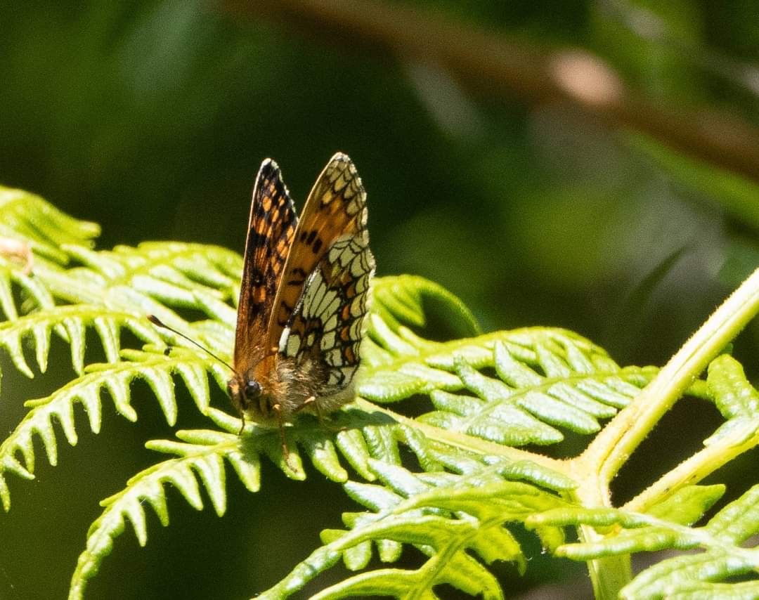 ExmoorNP's tweet image. Catch our latest monthly news inc...
🌞Low cost things to do on Exmoor this #halfterm
🫴Supported Internships Programme for Exmoor
🌳Grants on offer for projects to support Pine Martens
🛖Exmoor Heritage on screen

Read tinyurl.com/yc5s5h87

Sign up to never miss an update!