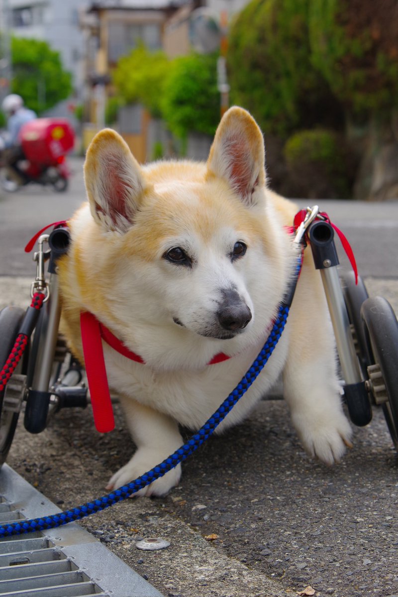 Buddy1957090828's tweet image. 『いつもの場所で』
ニッコリさんです。
#コーギー #corgi #Buddy君