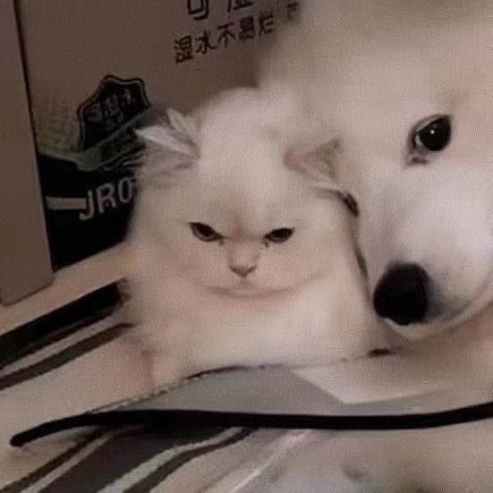 `. ⚂ ʏᴏɪᴄʜɪ. 𝟐Φ𝟏% ˚ · . tweet media