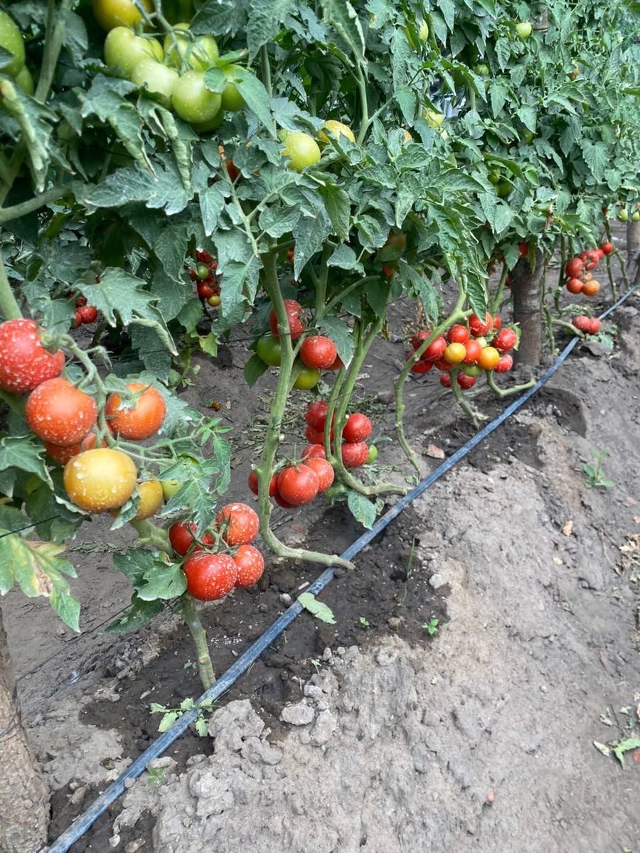 AGRONOMME 🇷🇼 tweet media