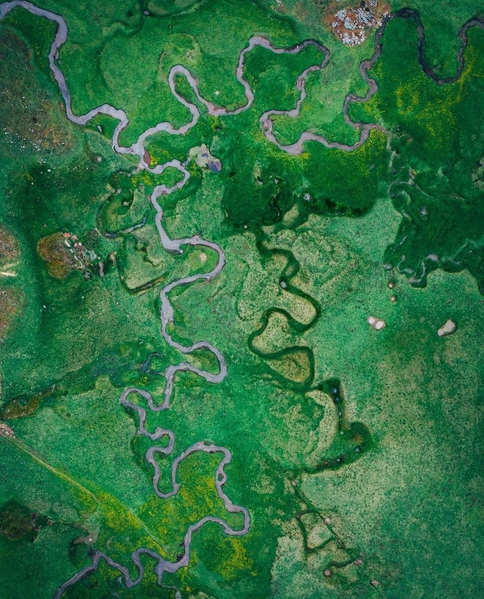 Ordu Albüm tweet media