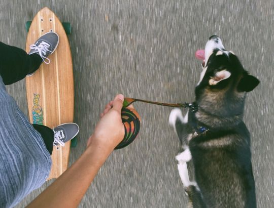 HannahR90's tweet image. Skating through life with a loyal travel buddy.
#DogLover #SkateLife