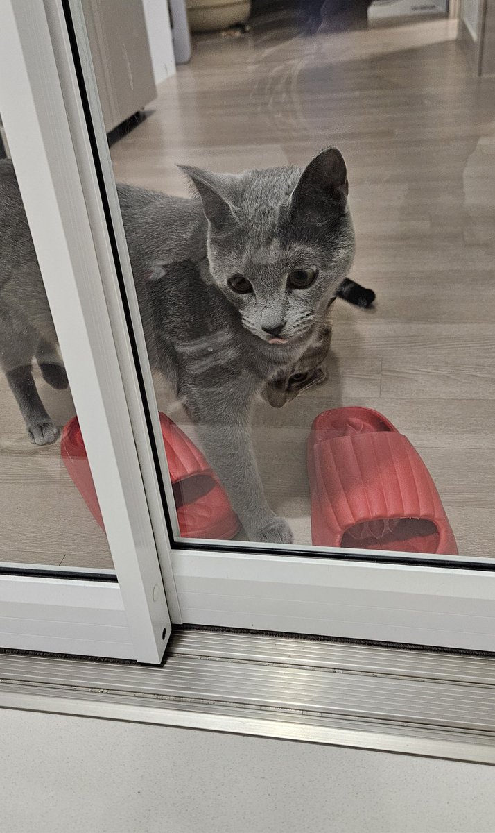 새우깡🇰🇷🕊 tweet media