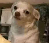 karo 🍉 tweet media