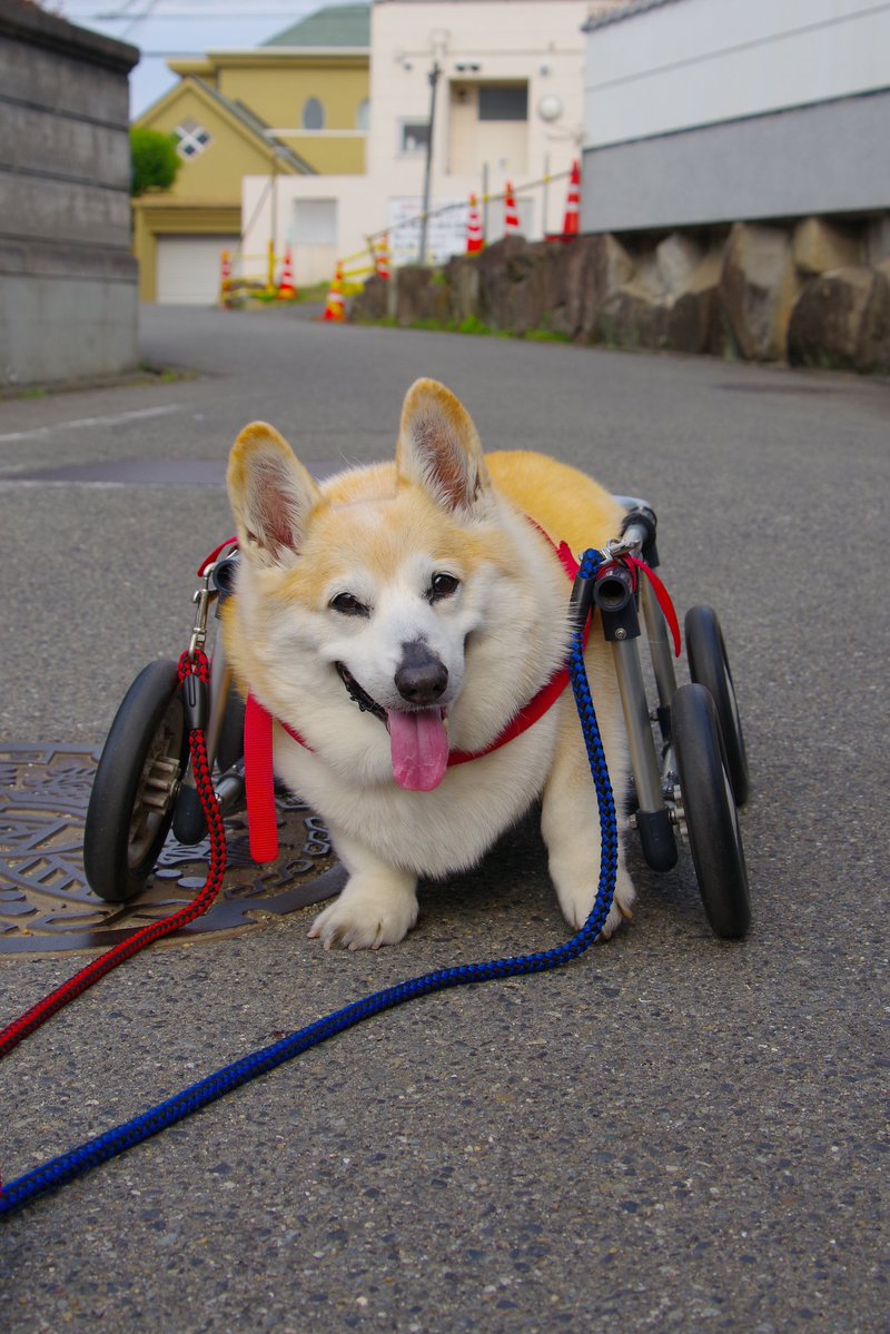 Buddy1957090828's tweet image. 『最終地点に到着です』
ニッコリさんで お家に帰ってご飯にしましょう｡
#コーギー #corgi #Buddy君