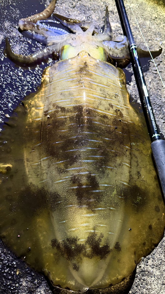 ほんでぃ🐟釣りたのしい tweet media