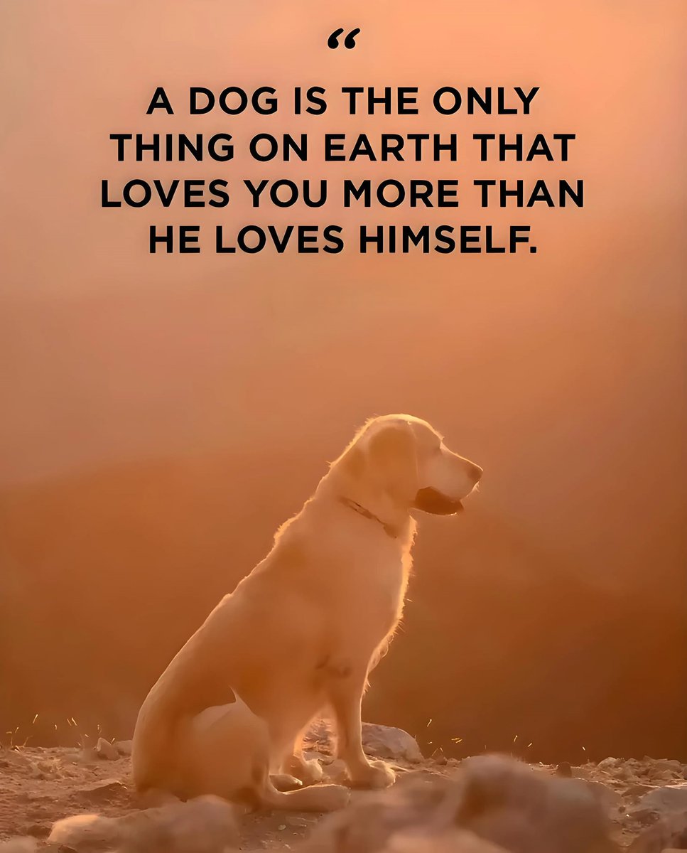 𝕏 Dogs tweet media