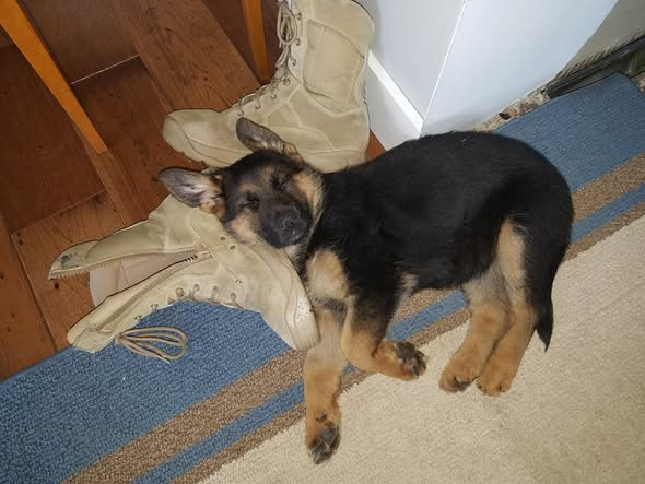 American Anne tweet media