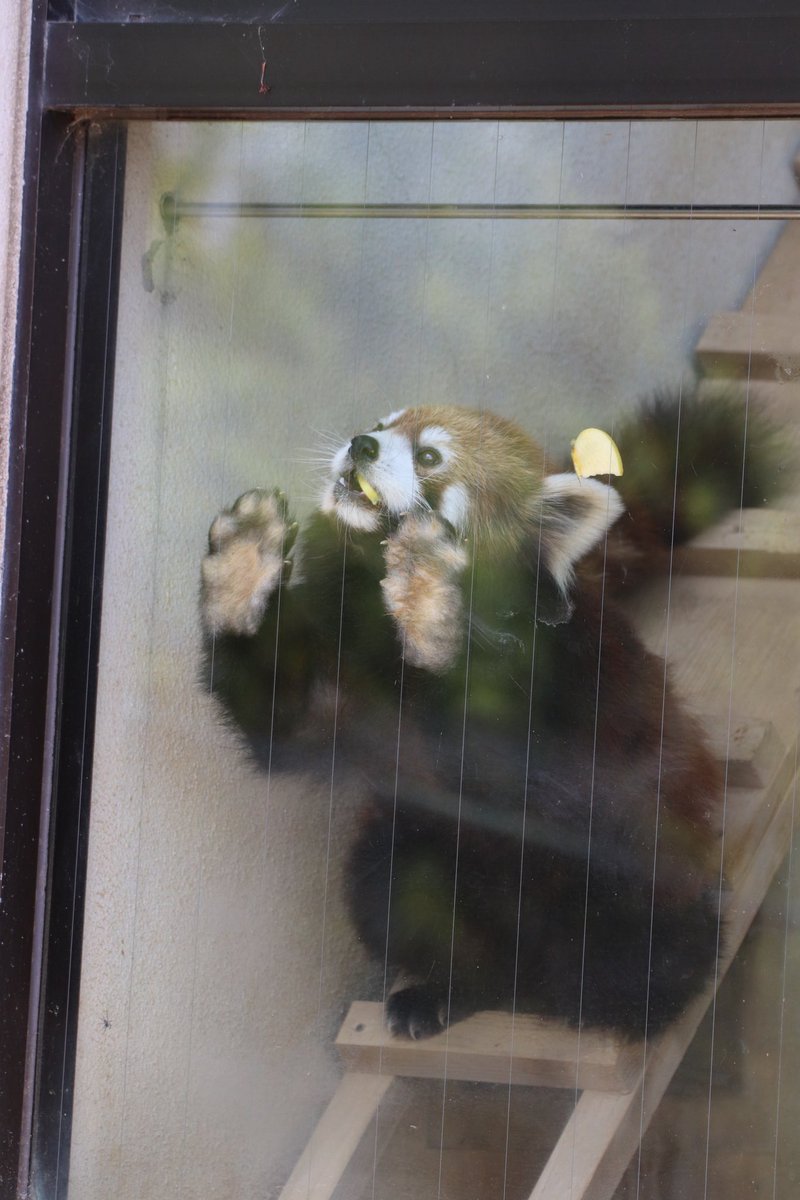 joy_redpanda tweet media