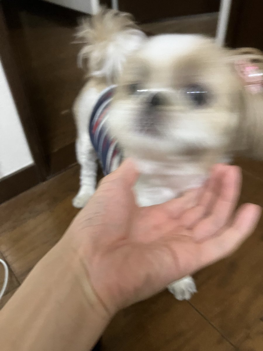 りんたや🐶すーさん tweet media