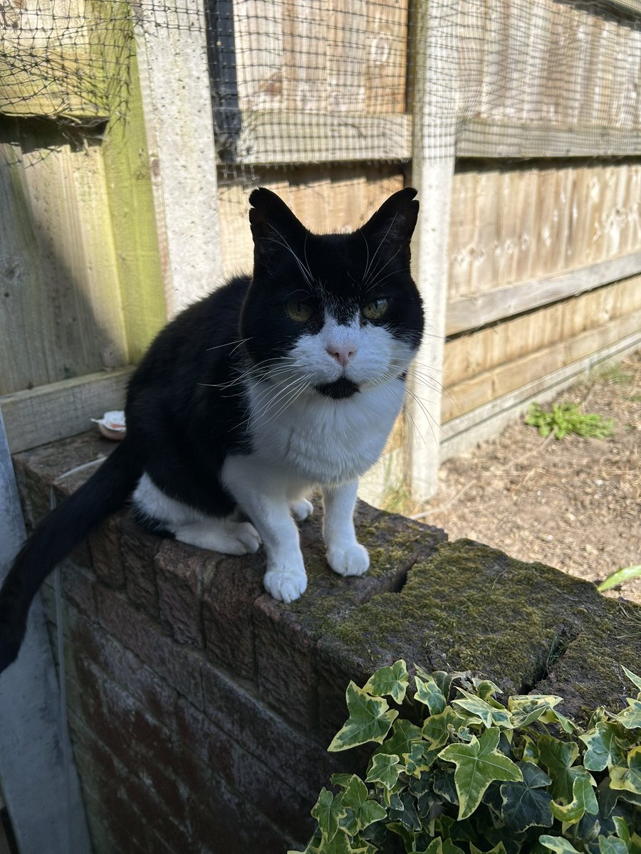 davidsupercat's tweet image. MooMoo is currently eating enough for a whole herd of kitties 😼 so if you would like to support us, here’s our wish list 😸. C... amazon.co.uk/registries/gl/… #Amazon