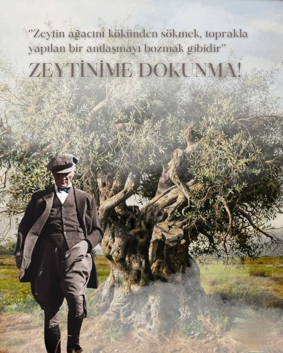 didemyvzylmz's tweet photo. Türkiye'de zeytinlikler sistemli şekilde yok edilirken, Suudi Arabistan'ın 20.000.000 zeytin ağacı diktiğini, Suriye'de ise 100 milyon zeytin ağacı olduğunu; bunlardan minimum 500.000 ton yağ elde edildiğini biliyor muydunuz?

Suudi Arabistan, çölün ortasında 20 milyon zeytin ağacıyla yeni bir üretim hikâyesi yazıyor; El Cevf bölgesi artık sadece kumla değil, zeytinle anılıyor. Bu bölgede kurulan dev zeytin tarlaları sayesinde, Ortadoğu'nun yeni merkezlerinden biri haline geliyor. Bu topraklar, doğru planlama ve sabırla nasıl bir dönüşüm yaratılabileceğinin en somut örneği...

Ama asıl çarpıcı örnek İspanya…
Bu ülke, zeytini sadece bir tarım ürünü değil, bir kültür ve ekonomi politikası olarak görüyor. Milyonlarca ağacıyla dünyanın en büyük zeytinyağı üreticisi olan İspanya, toprağını koruyarak büyüyor; zeytiniyle dünyaya yön veriyor.

Kökleri tufanı görmüş bir bilgedir zeytin ağacı 🫒🌿

Nuh'un gemisi Ararat'a oturduğunda, bir güvercin gagasında onun dalıyla dönmüştü; barışın, yeni başlangıcın habercisi olarak...
İşte o gün insanlık, zeytini yalnız meyve değil, bir mucize bildi.

Tevrat'ta yağının ışığı tapınakları aydınlattı.
İncil'de, Mesih'in başına sürülen yağdı onun özü...
Kur'an'da, ne doğuya ne batıya ait olan o mübarek ağaçtır;
"Nûr" suresinin kalbinde geçer.
Bir kandil ki, yağı neredeyse ateş değmeden bile ışık saçar.

Antik Yunan'da Athena, bilgelik tanrıçası, halkına hediye olarak onu sundu.
Ve o gün insanlar bir silah değil, bir zeytin dalını seçti.
Bu yüzden adı "barış" ile anıldı efsanelerde ve her dalı, bir savaşın sona erişi gibi kıymetliydi...

Roma'da zafer taçları onun yapraklarıyla örülürdü. Ama gerçek zafer, topraktan kana değil, zeytinyağına ulaşmaktı.

Zeytin ağacı, ölümsüzlüğüyle de kutsaldır; bin yıl geçer, o hâlâ yaşar.
Bedeninde zamanın çatlakları, ruhunda Tanrıların nefesi vardır.

Ve insan, ne zaman toprağa eğilse dua için, zeytin ağacı gökyüzüne uzanır, sessizce şahitlik eder.

Barışa, sabra, dirence, ve nura....

Ve sonra…

İnsan denen mahluk, göğe uzanan o kadim duaları baltayla susturdu. Türkiye'de defalarca kesildi zeytin ağaçlarımız rant uğruna...
Bir zeytin ağacını kesmek, yalnızca bir ağaç gövdesini değil; tarihi, dini, miti ve umudu da kanatmak demektir.

O ağacı kesmek,
Nuh'un güvercinini havada vurmak, Athena'nın hediyesini ayaklar altına almak, Kur'an'daki nuru karanlığa gömmektir.

Zeytin ağacına kıymak;
Toprağın hafızasını silmek, barışa ihanet, sabra ihanet, Tanrıya, çocuklara ve yaşadığın vatana aynı anda sırt dönmektir.

Bir zeytin ağacı yıkıldığında yalnız kökleri değil, insanlığın vicdanı da toprağa gömülür...
#ZeytinimeDokunma
#KazDağlarınaDokunma