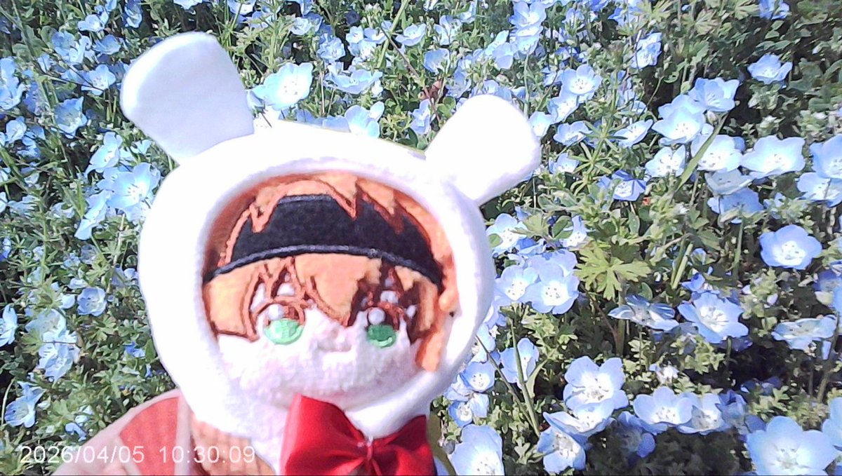 sebas_chang_sub's tweet photo. ほわはるなとほわしゅうとネモフィラ https://t.co/RBAhyx5AFs