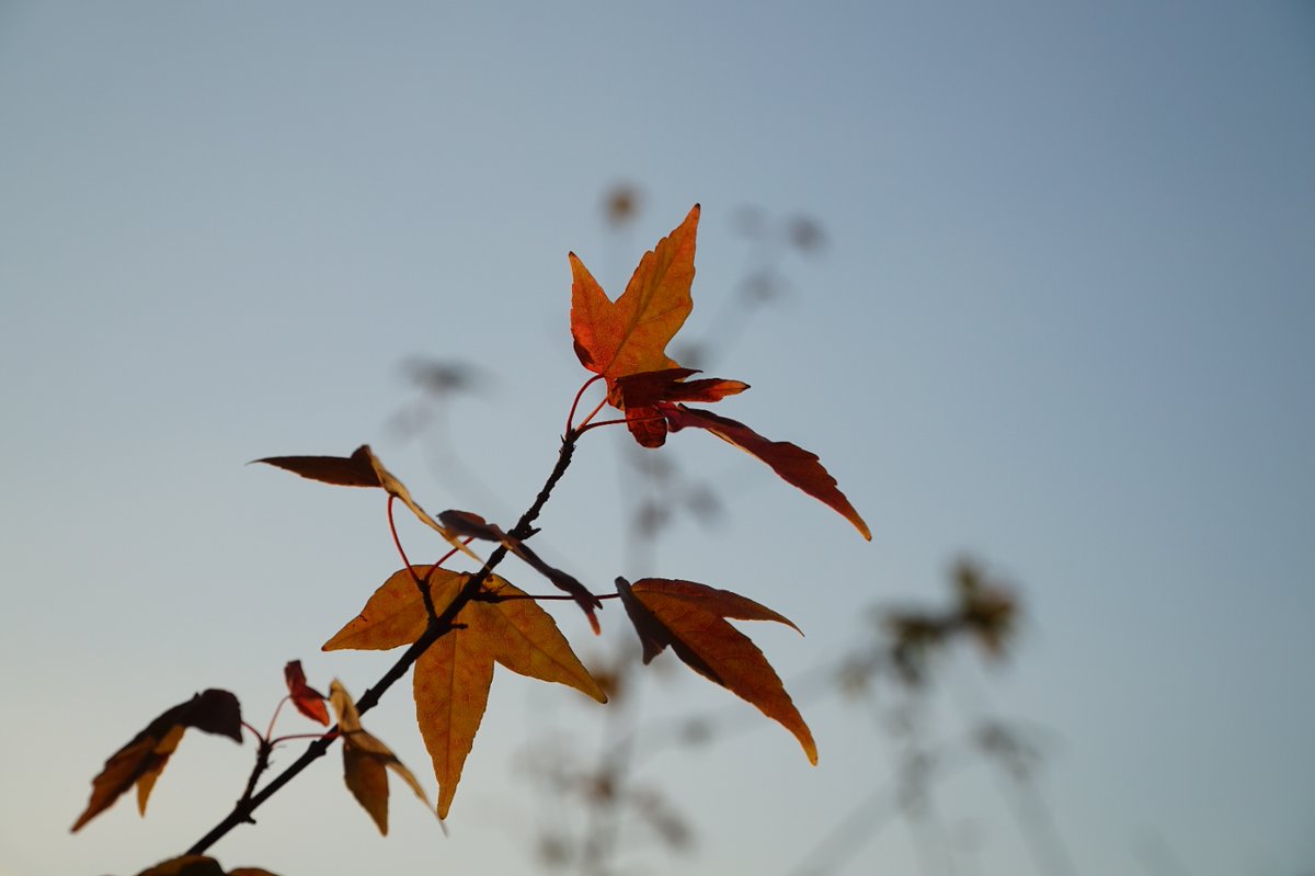 Phil taylor tweet media