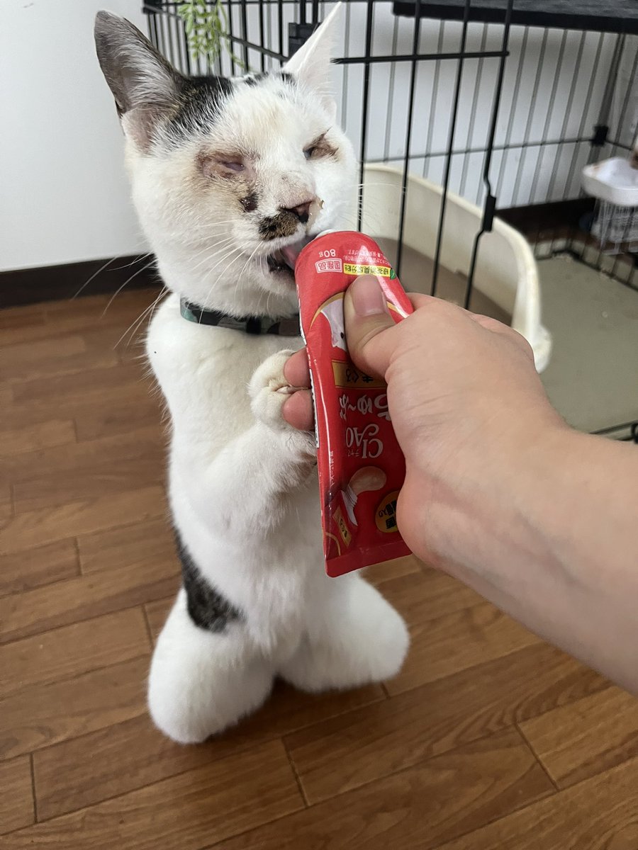 ラピスラズリ tweet media