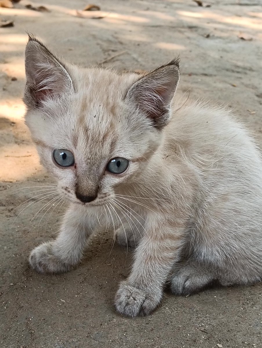 chinchinlaw tweet media