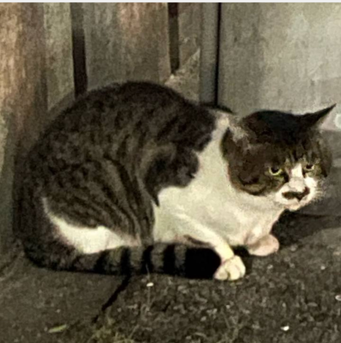 FanFanLOVECATjp's tweet photo. この子達、知りませんか？
#猫　#迷子猫　#迷い猫　#大阪市 https://t.co/h4HNQE7kMe
