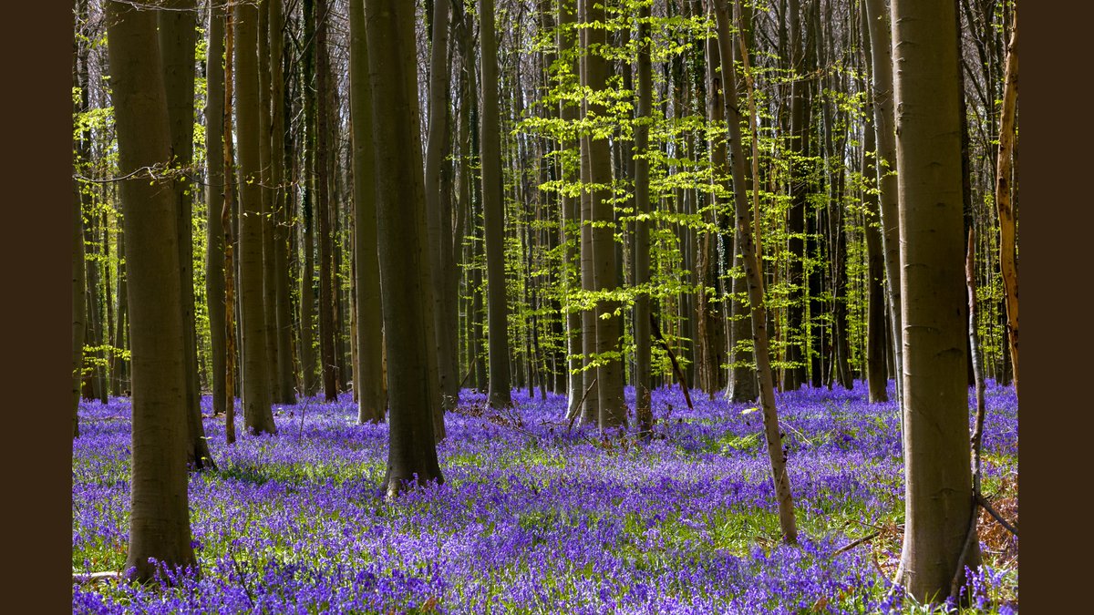 apollo13themes's tweet image. A great website doesn’t need to surprise users.

It needs to welcome them back.

Like bluebells each spring—
beautiful, fresh, and easy to enjoy.

That’s why A13 Themes focus on:
clarity, consistency, and flow.

#WordPress #UX #Spring