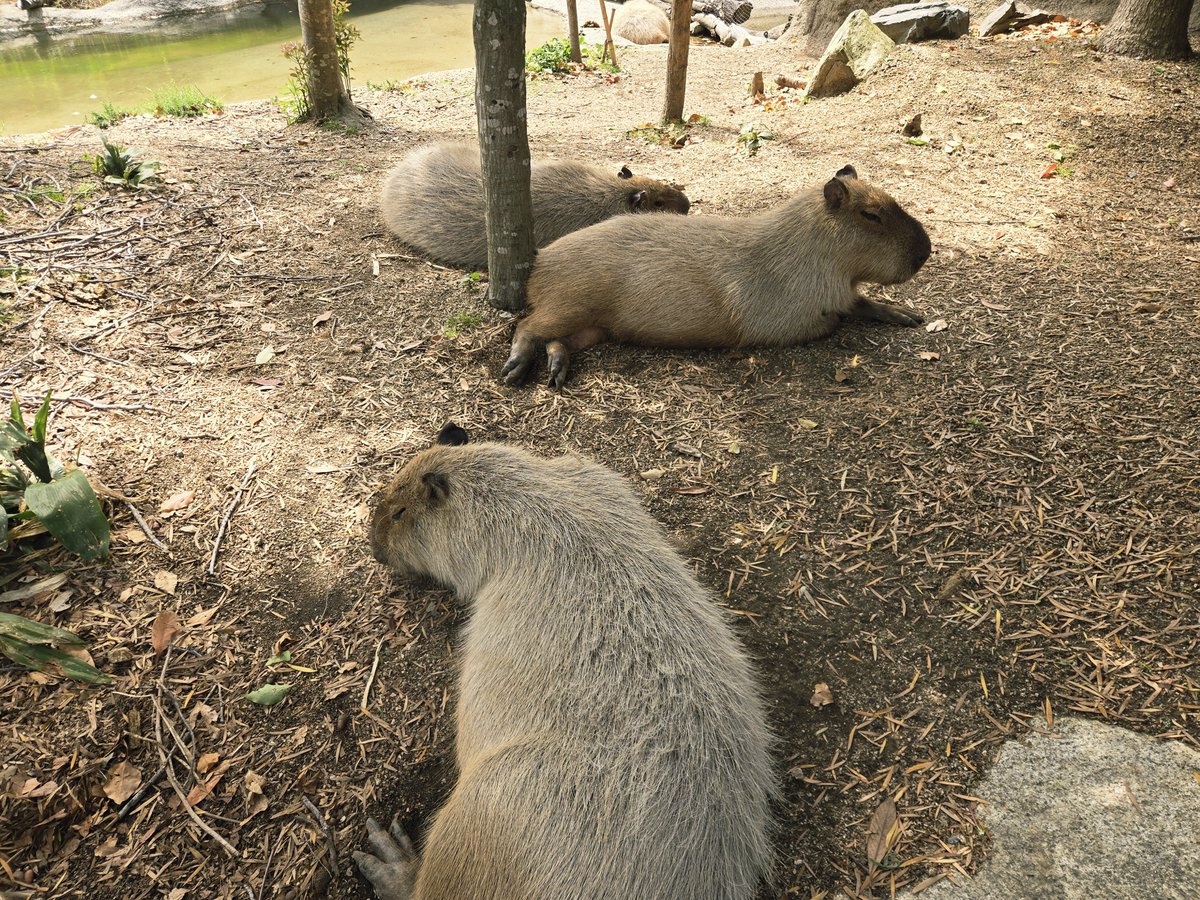 チベット喜多キツネ tweet media