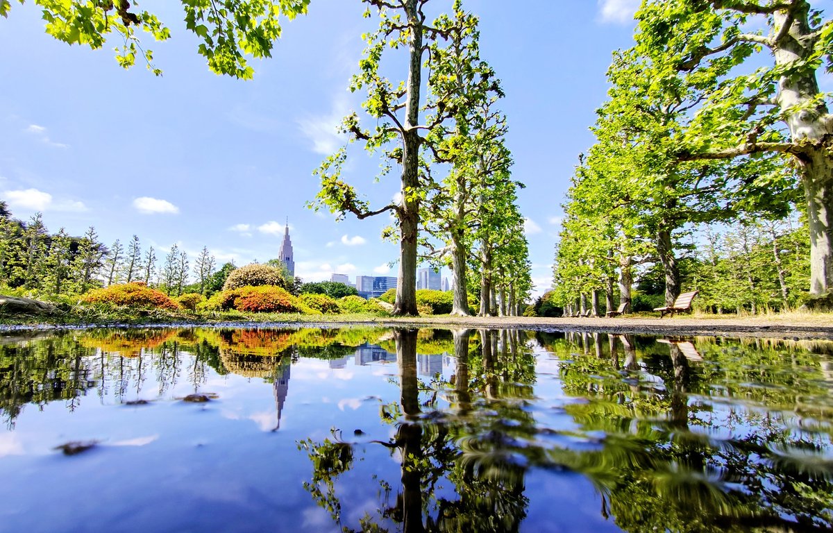 昨日は #新宿御苑 にも大雨が降りました☂️
閉園日だったのですが、雨上がりの景色がいつもと違っていたので、スタッフが一枚パシャリ📸
いつも見ている #プラタナス並木 とは別世界のようです🌲💧🌳🪞
自然がつくりだす偶然の一瞬に出会うのも庭園散策の楽しみのひとつですね😉