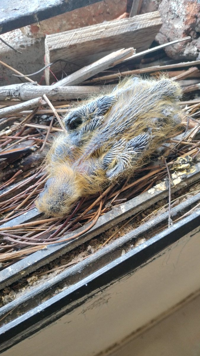 _ROHITSANGADA's tweet image. આ કાળઝાળ ગરમી એ થોડાં દિવસ પહેલાં જ અવતરેલા નાના જીવ નો જીવ લઈ લીધો,માનવી ના કરતુતો નું પરિણામ આજે આવાં બે-જુબાન પક્ષીઓ ભોગવી રહ્યા છે,ક્યાં સુધી..?અચાનક થોડા વર્ષો માં તાપમાન આટલું બધું કેમ વધી ગયું,આનું કારણ શું? #GlobalWarming #SaveBirds #ClimateChange #BirdProtection #godhra