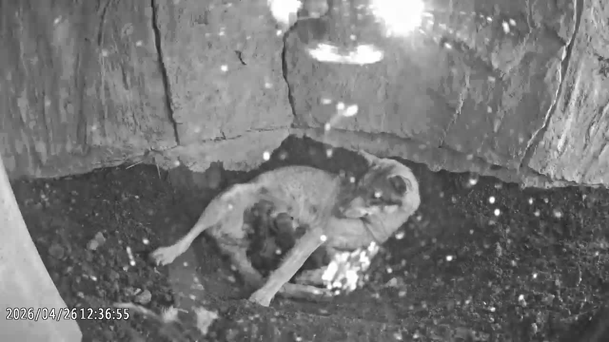 東京ズーネット［公式］ tweet media